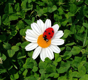Cosmo Flower Brooch
